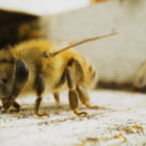 Charlie Bee Company téléréalité ANIMAUX