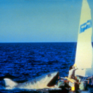 Jaws 2 film thriller VTM4