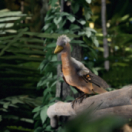 La fabuleuse histoire des oiseaux documentaire historique USHUAIA TV