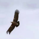 Héroïnes de nature série documentaire animalier USHUAIA TV