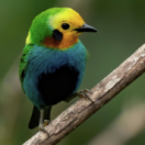 Gardiens des oiseaux en Colombie documentaire nature USHUAIA TV