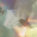 Terry Masear : la part du colibri documentaire nature USHUAIA TV