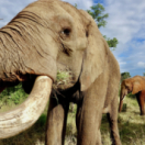 Extrême Namibie série documentaire nature ANIMAUX