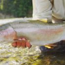 Pure Fly série documentaire nature CHASSE & PECHE