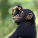 Le grand bêtisier des animaux divertissement GULLI