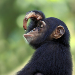 Le grand bêtisier des animaux divertissement GULLI