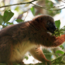 Héroïnes de nature série documentaire animalier USHUAIA TV