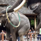 Trafic d'éléphants, enquête sous haute tension documentaire animalier USHUAIA TV