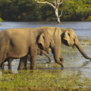 Paul O'Grady : l'aventure des grands éléphants série documentaire animalier ANIMAUX