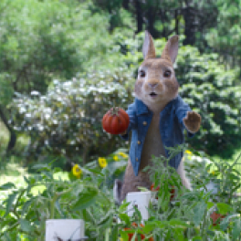 Pierre Lapin 2 : Panique en ville film comédie d'aventure GULLI