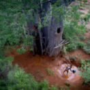 Mamody, le dernier creuseur de baobabs documentaire natuur USHUAIA TV