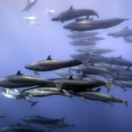 Blue Planet II: Oceans of Wonder documentaire nature BBC2