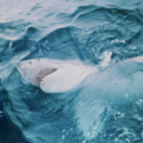 Les dents de la mer, l'histoire d'un succès monstre documentaire cinéma LA TROIS