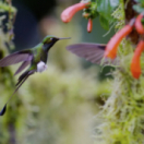 Les survivants ultimes de la nature docureeks dieren USHUAIA TV