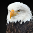 Les superpouvoirs des aigles documentaire animalier ANIMAUX