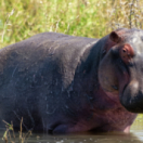 A la rencontre des hippopotames avec Steve Backshall docureeks natuur USHUAIA TV