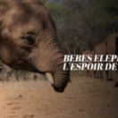 Bébés éléphants, l'espoir de Reteti série documentaire animalier ANIMAUX