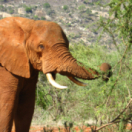 Paul O'Grady : l'aventure des grands éléphants série documentaire animalier ANIMAUX