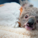 Australie : urgences faune sauvage série documentaire animalier ANIMAUX