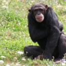 À l'école des chimpanzés série documentaire animalier ANIMAUX