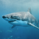 Au plus près des requins documentaire animalier USHUAIA TV