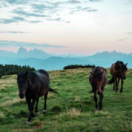 Le sabot montagnard documentaire dieren RTS DEUX
