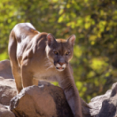 Puma ! Une mère exemplaire documentaire animalier ANIMAUX