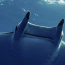 Mobula, la légende des diables documentaire nature USHUAIA TV