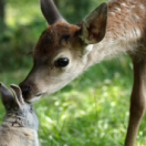 Bambi, l'histoire d'une vie dans les bois film aventure CINE + FAMILY