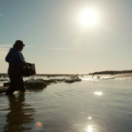 Le golfe de Californie docureeks natuur USHUAIA TV