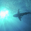 À la rencontre des requins avec Steve Backshall série documentaire nature USHUAIA TV