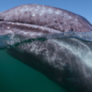 À la rencontre des baleines avec Steve Backshall série documentaire nature USHUAIA TV