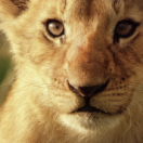 Serengeti : la grande cavalcade des animaux série documentaire animalier ARTE
