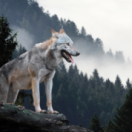 La vie nocturne des animaux série documentaire animalier ANIMAUX