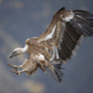 Menace sur le vautour documentaire société ANIMAUX