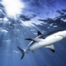 Objectif Wild série documentaire nature USHUAIA TV