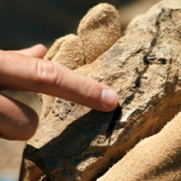 L'âge d'or des dinosaures documentaire découverte FRANCE 5