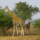 Secrets of the Zoo: Down Under documentaire EEN