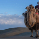 My Epic Camel Adventure with Gordon Buchanan série documentaire aventure BBC2