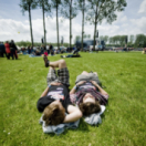 Rock Werchter live musique CANVAS