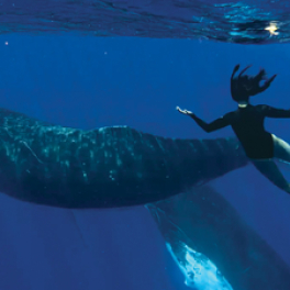 Le souffle de vie documentaire nature FRANCE 4