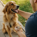 Un chien pour la vie téléréalité ANIMAUX