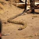 Snake City docureeks dieren NATIONAL GEOGRAPHIC CHANNEL