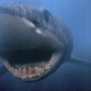 Megalodon Rising film horror VTM4