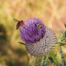 Sale temps pour la planète ! série documentaire nature FRANCE 5