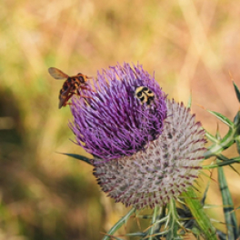 Sale temps pour la planète ! série documentaire nature FRANCE 5