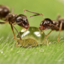 Mystérieux insectes, sur la piste des origines documentaire animalier ANIMAUX