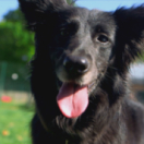 Animaux à adopter magazine animalier CSTAR