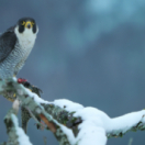 Les Pyrénées secrètes série documentaire nature USHUAIA TV