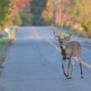Attention ! Passage d'animaux : quand la faune croise nos routes documentaire animalier ANIMAUX
